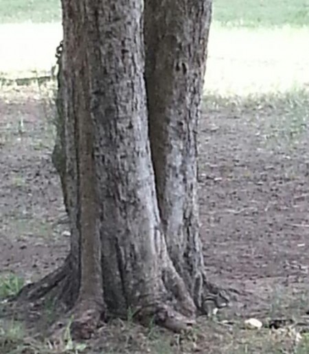 יש סנאי בתמונה - בפארק הירקון. צילום- איתן שלו