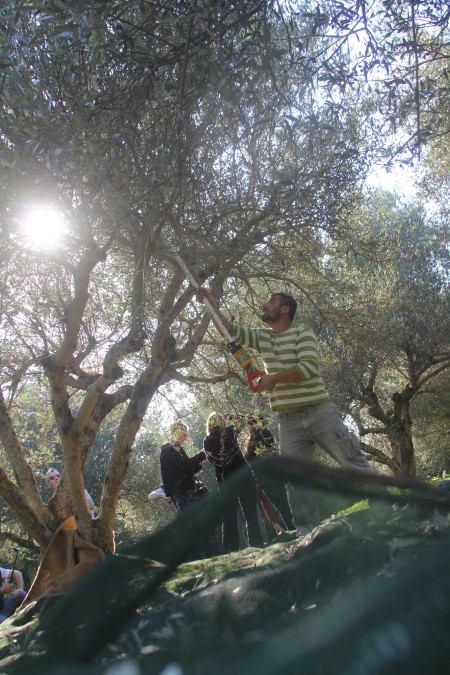 קטיף זיתים בכרתים. צילום: עידו קינן